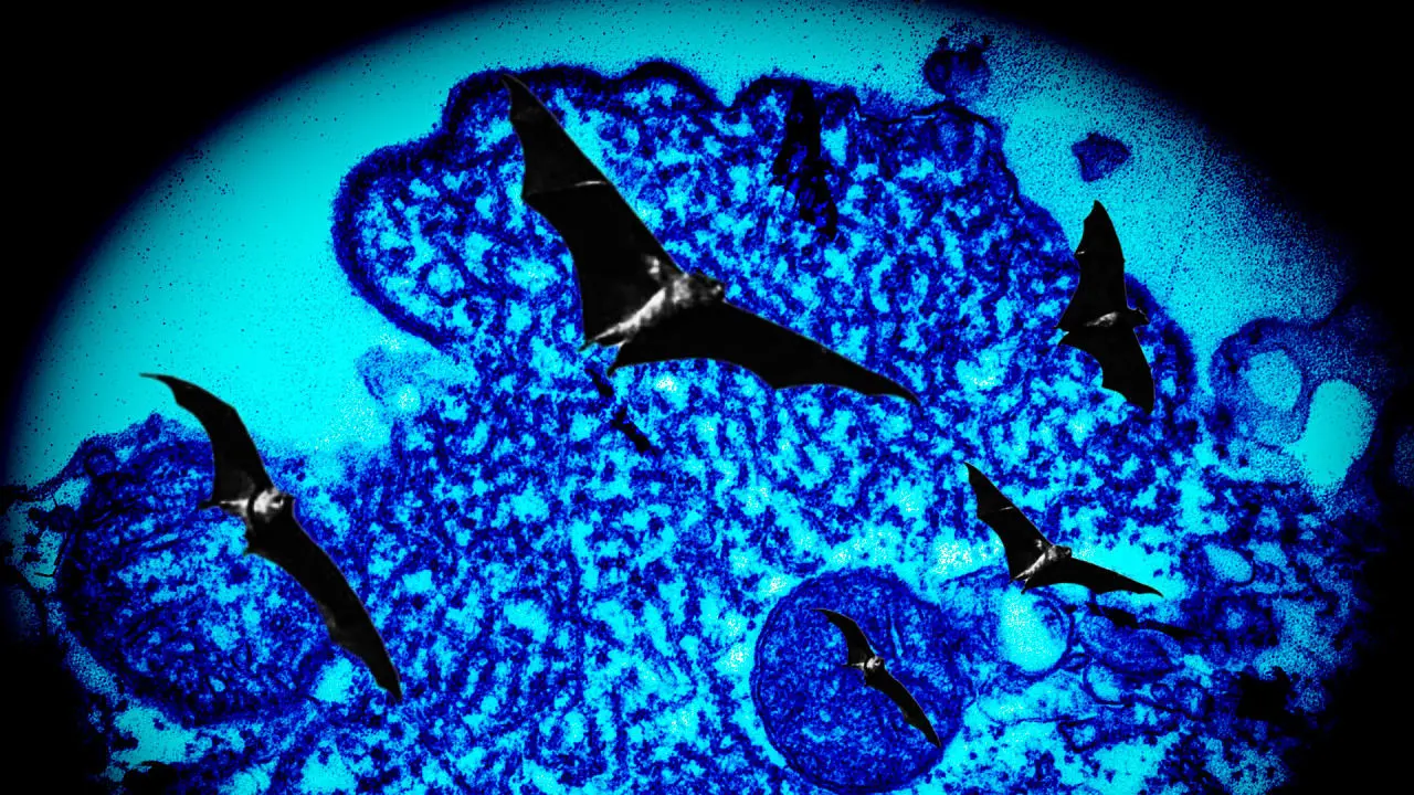 Nipah virus: Závažná hrozba pro veřejné zdraví