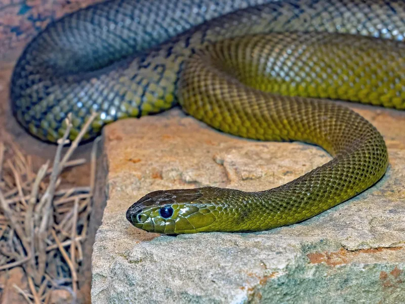 had taipan — CZ news