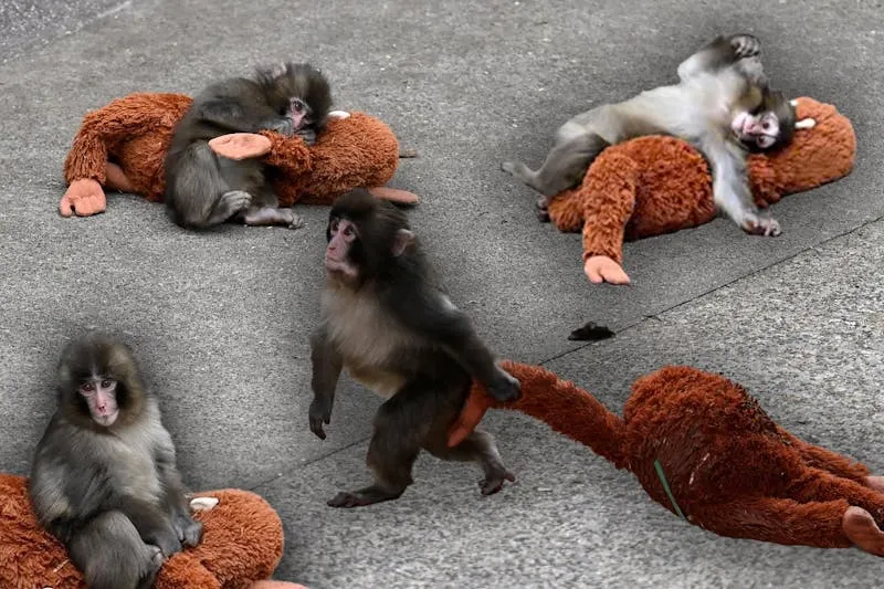 punch the monkey — CZ news