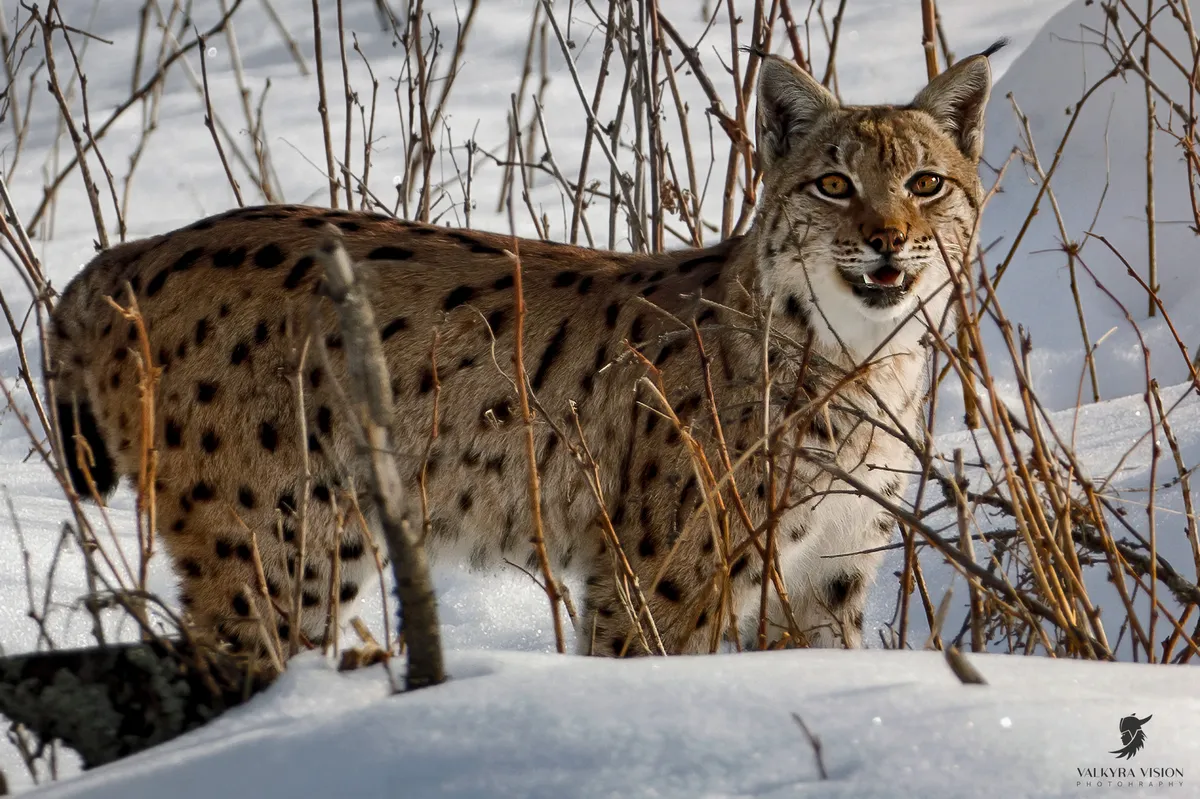 rys ostrovid — CZ news