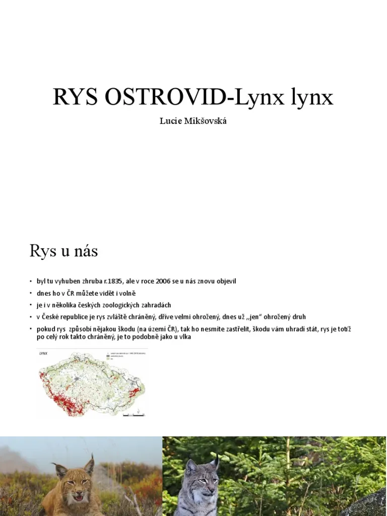 rys ostrovid — CZ news