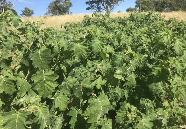 Lukáš Rous jako Adam Kokeš v Ulici