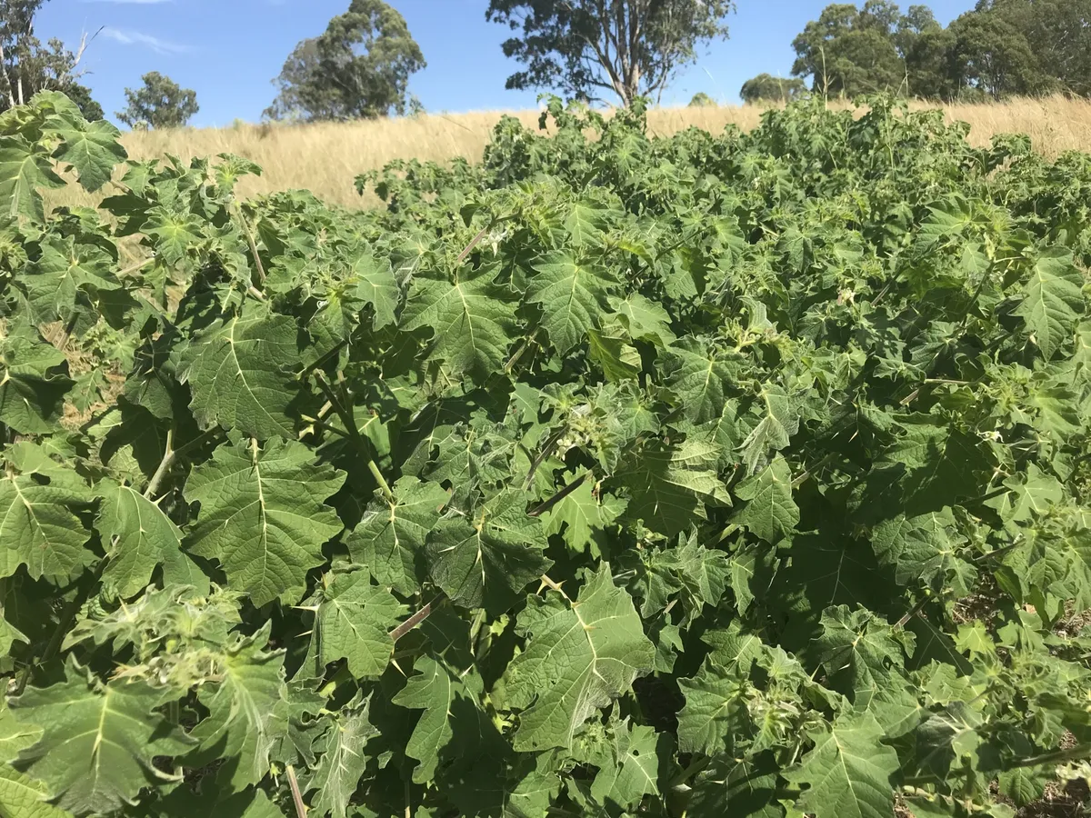 lukáš rous — CZ news