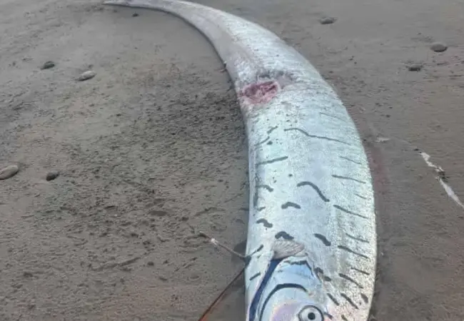 Ryba soudneho dne: Ryba soudného dne: Setkání s hlístounem v Cabo San Lucas