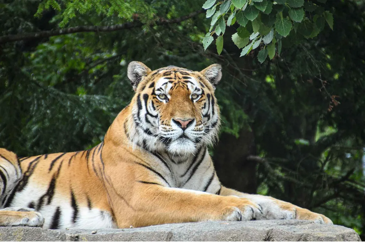 zoo — CZ news